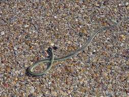 Image of Thamnophis proximus orarius Rossman 1963