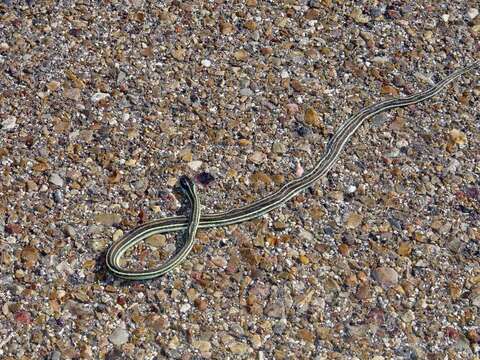 Image of Thamnophis proximus orarius Rossman 1963