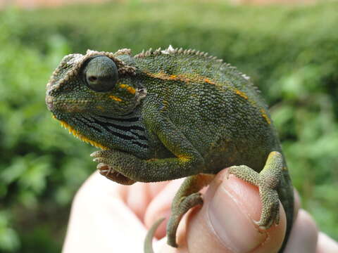 Image of Montane side-striped chameleon