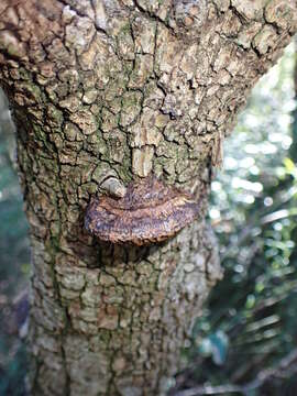 Image of Daedaleopsis nitida (Durieu & Mont.) Zmitr. & Malysheva 2013