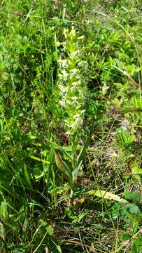 Platanthera lacera (Michx.) G. Don resmi