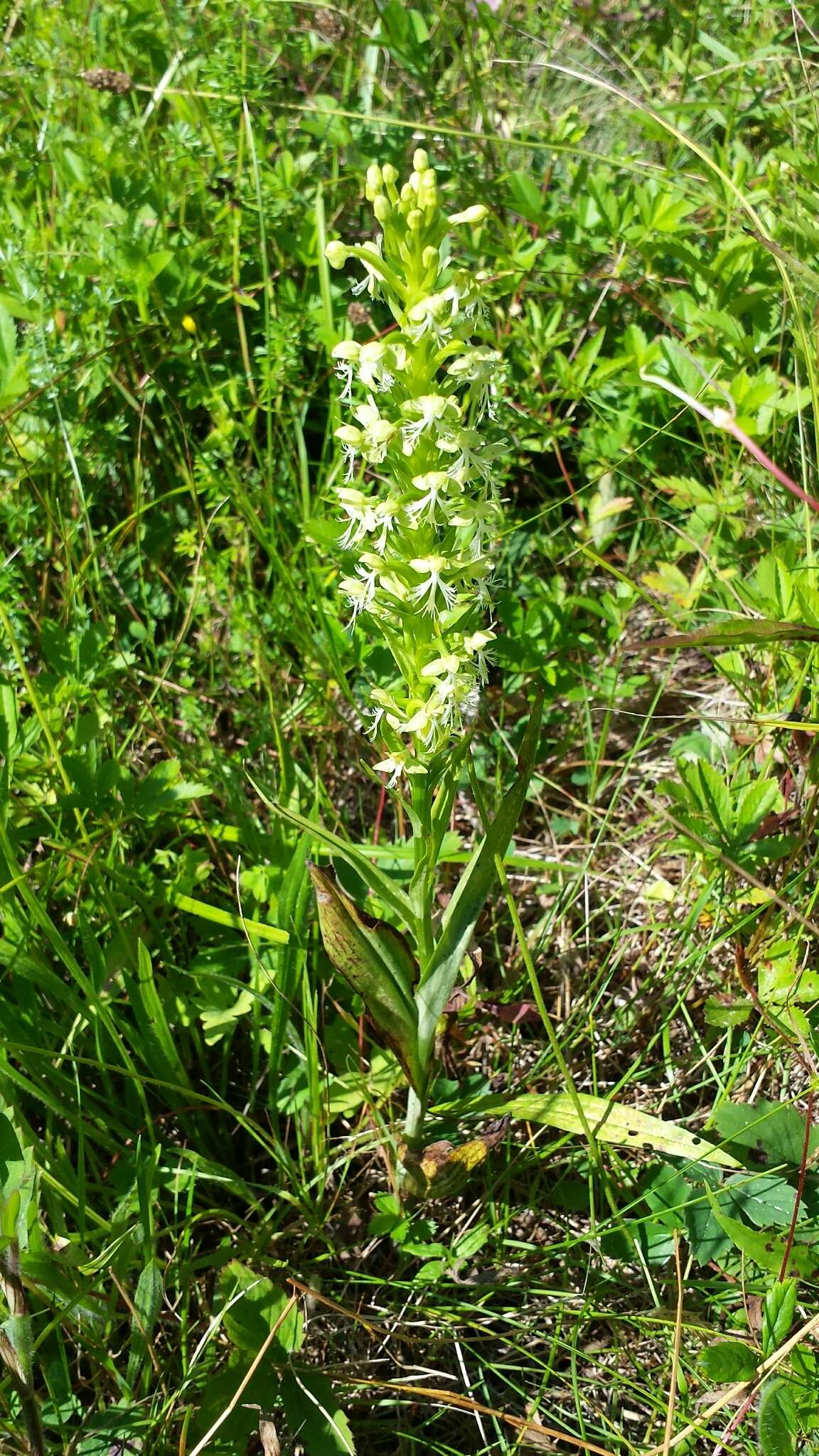 Слика од Platanthera lacera (Michx.) G. Don