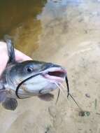 Image of channel catfish