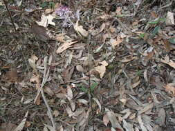 Image of Blotched hyacinth-orchid