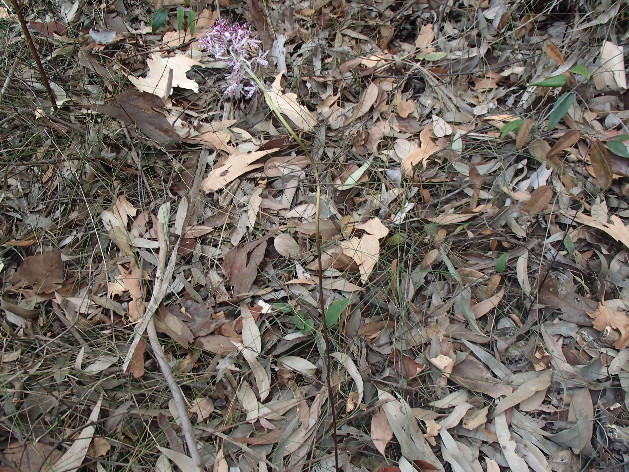 Image of Blotched hyacinth-orchid