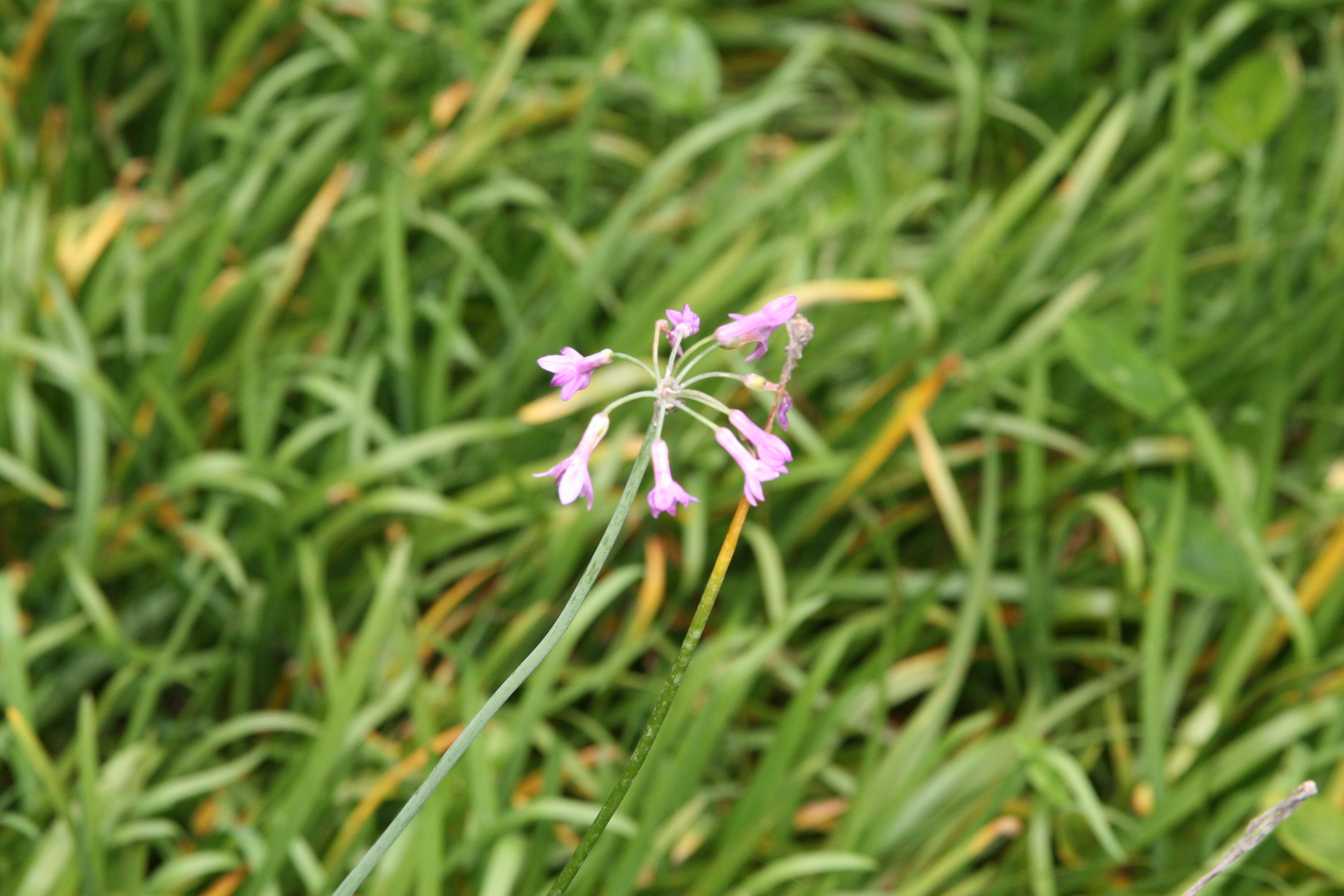 Tulbaghia violacea Harv. resmi