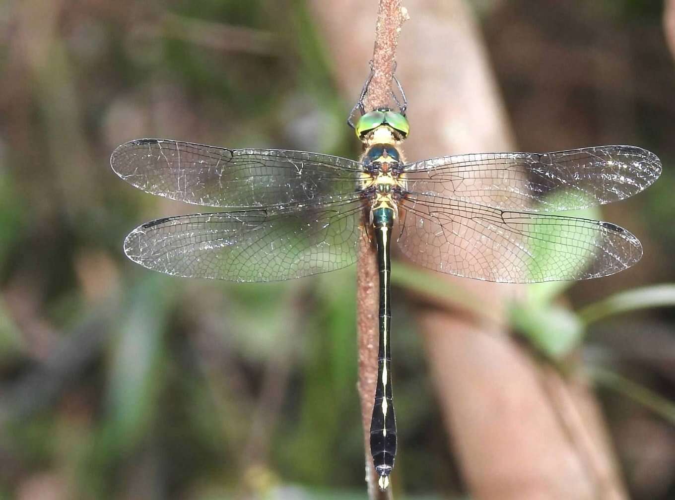 Слика од Macromidia rapida Martin 1907