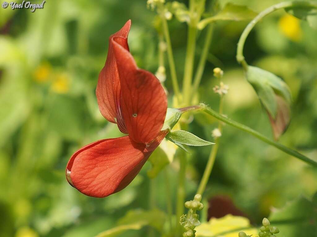 Imagem de Lathyrus pseudocicera Pamp.