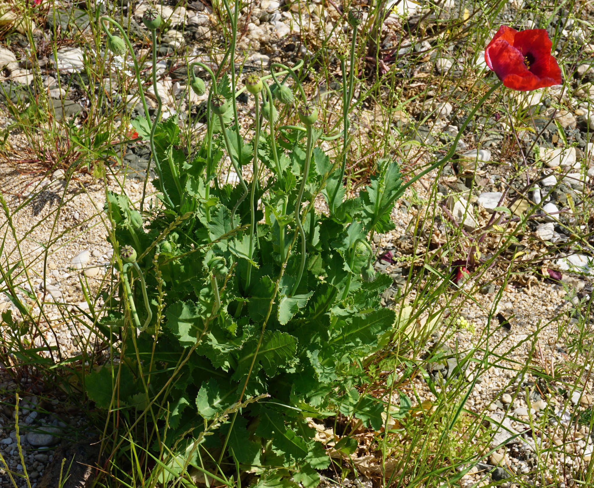 Image of opium poppy
