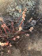 Image of Villadia albiflora (Hemsl.) Rose