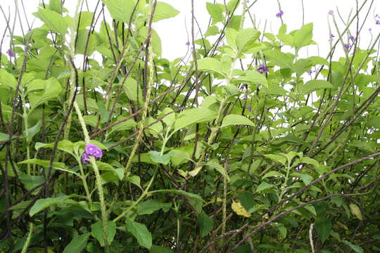 Image of cayenne porterweed