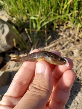 Image of Shimofuri Goby