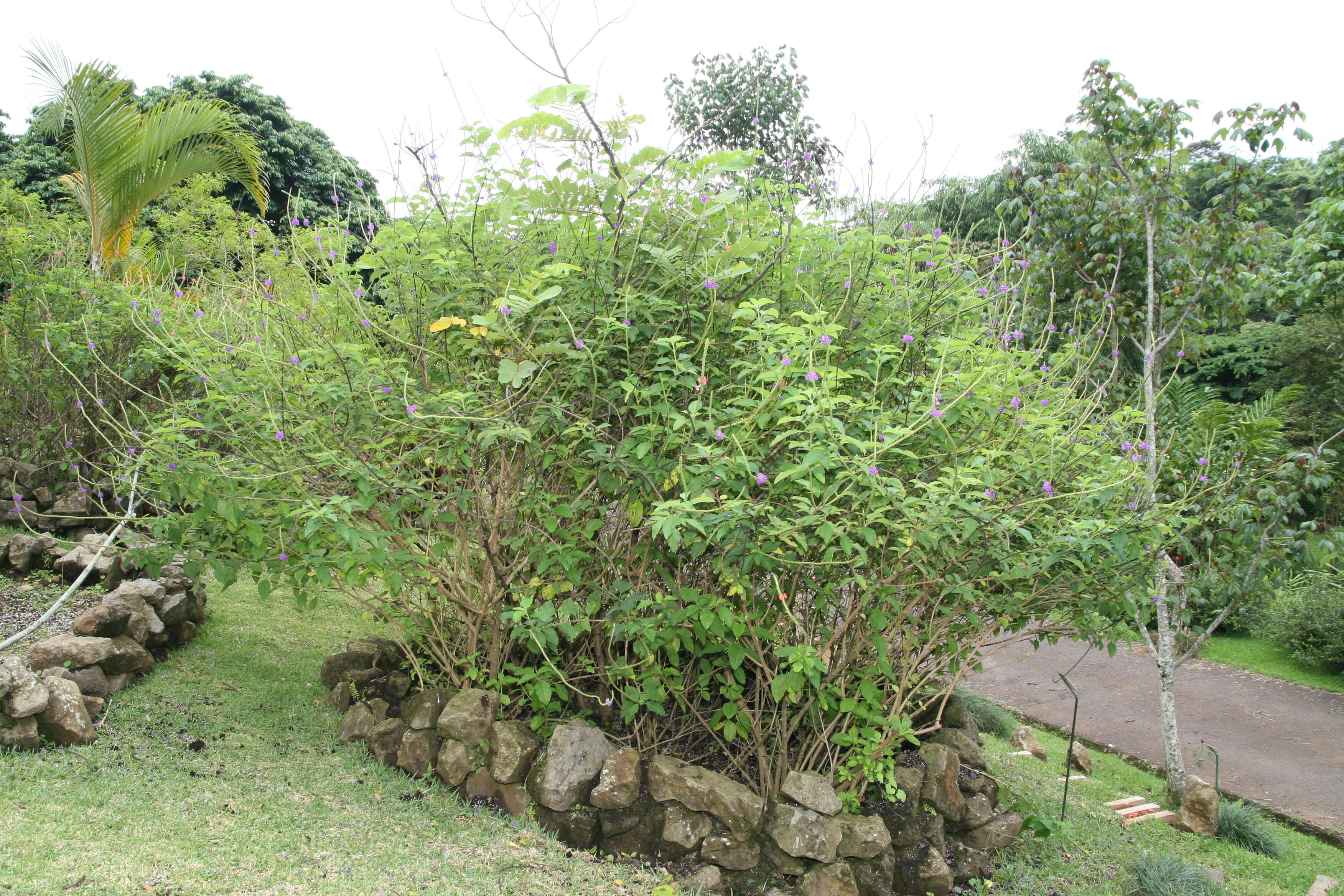 Image of cayenne porterweed