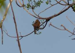 Image of Asian Red-eyed Bulbul