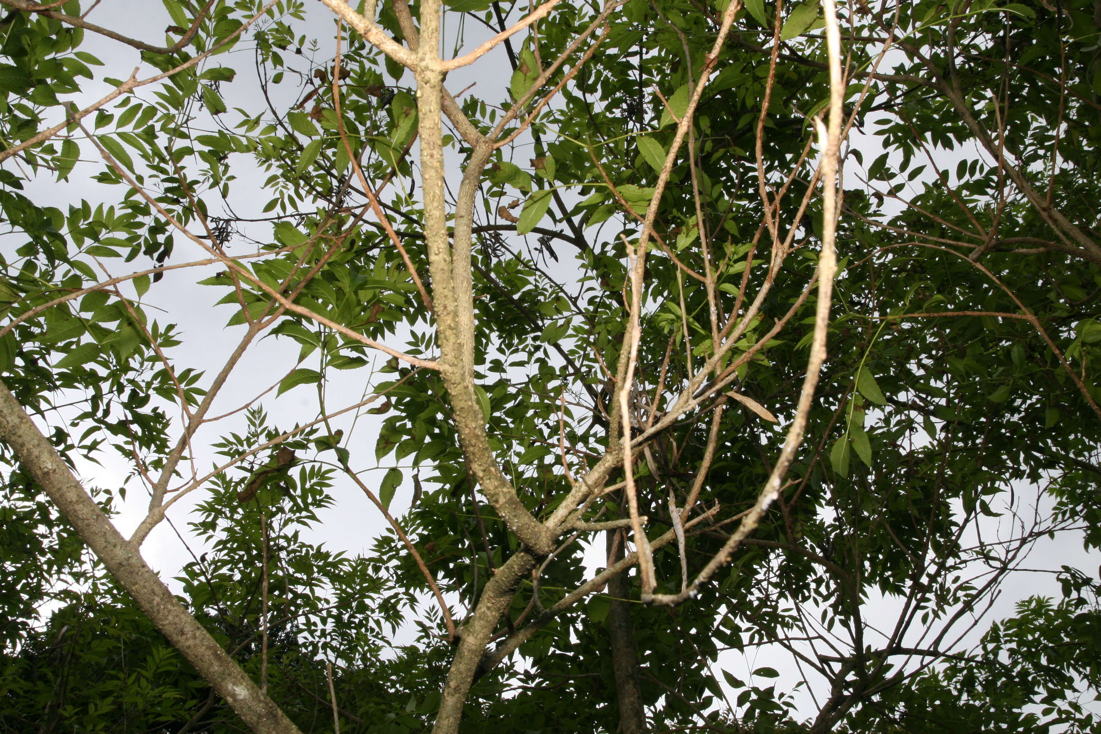 Image of Yellow bells