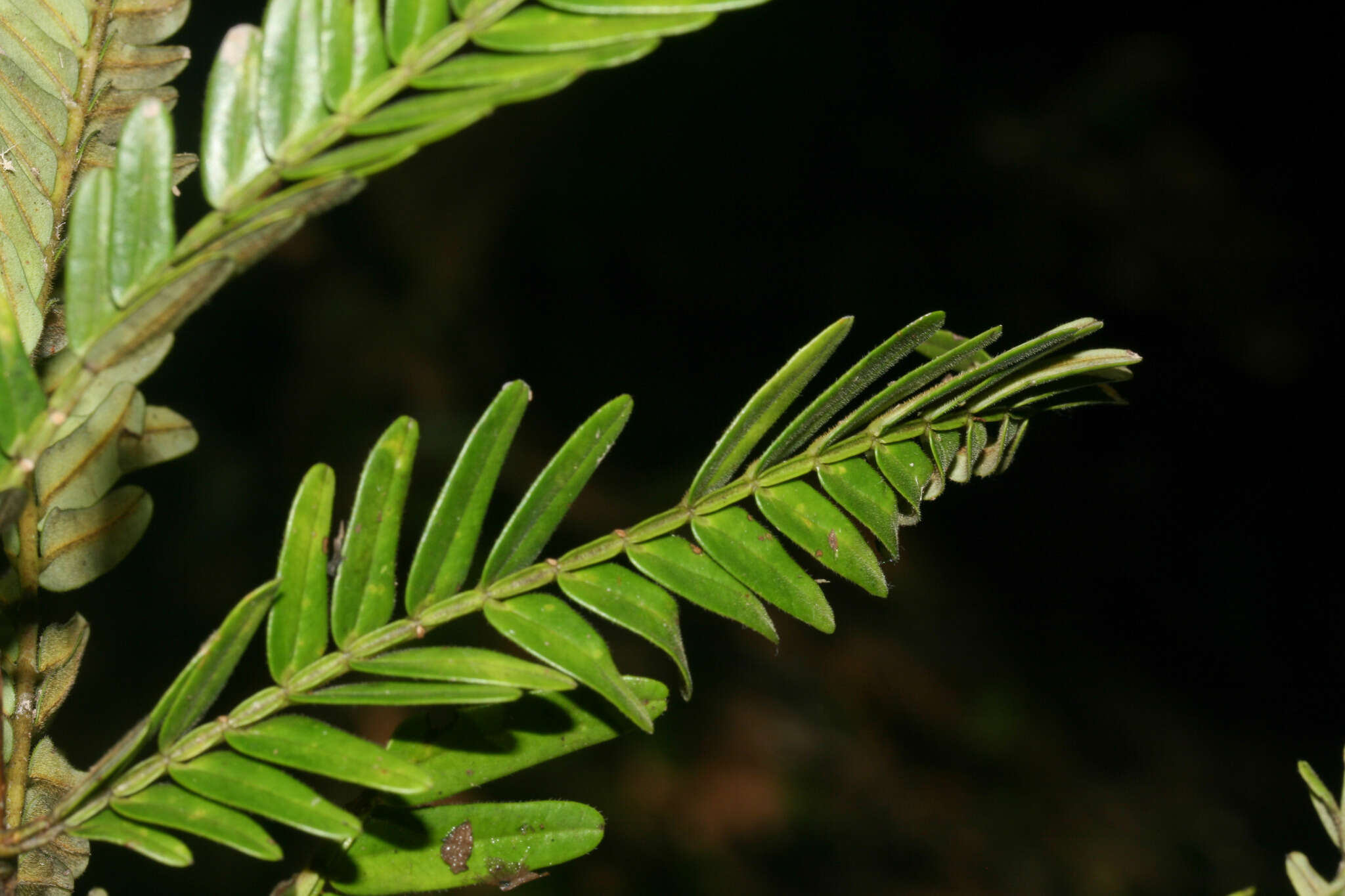 Image of Macrolobium acaciifolium (Benth.) Benth.