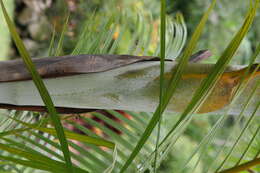 Image of Areca Palm