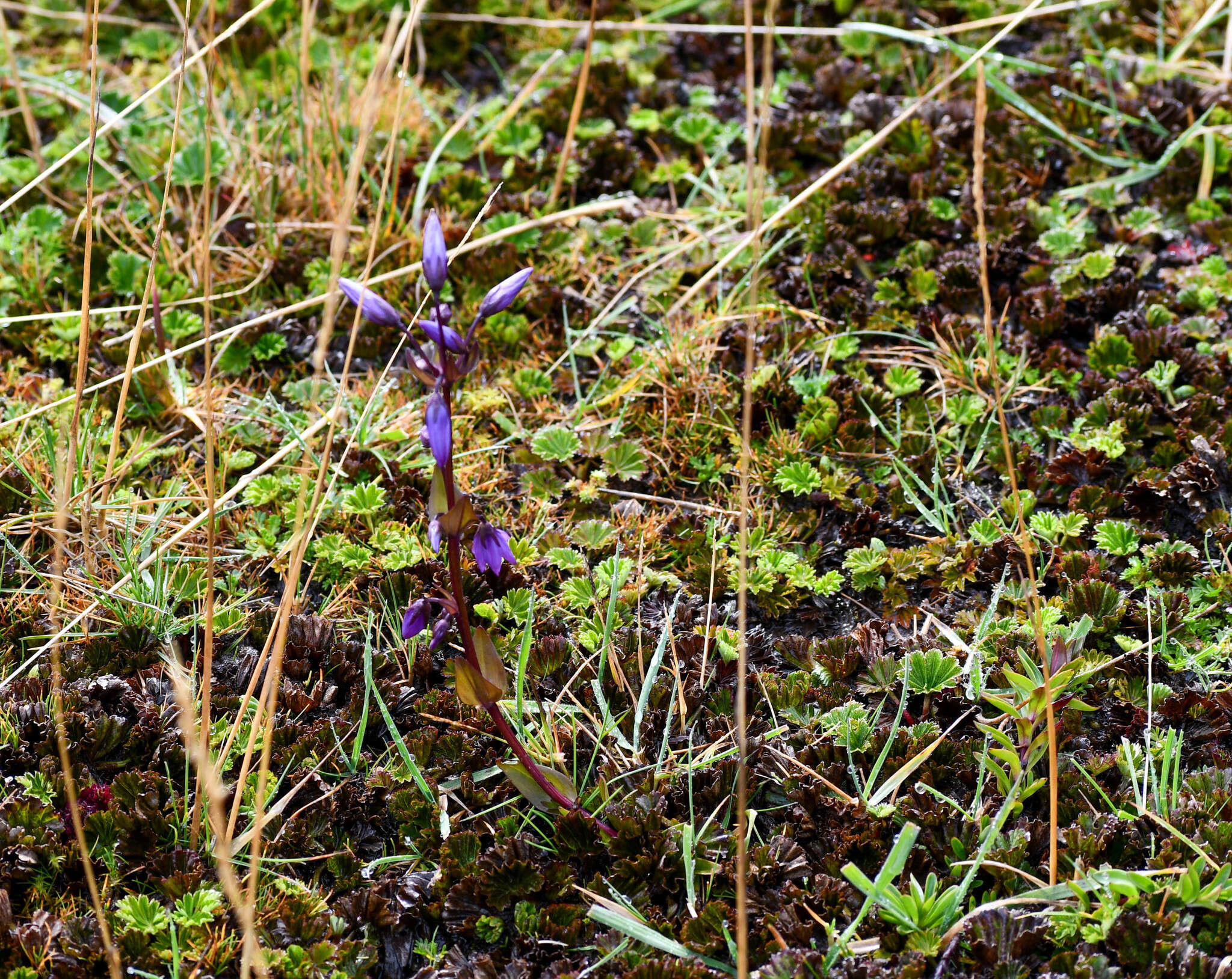 Image of Gentianella rapunculoides (Willd. ex Schultes) J. S. Pringle