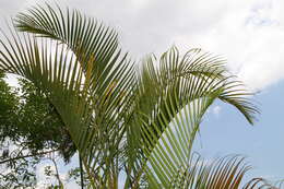 Image of Areca Palm