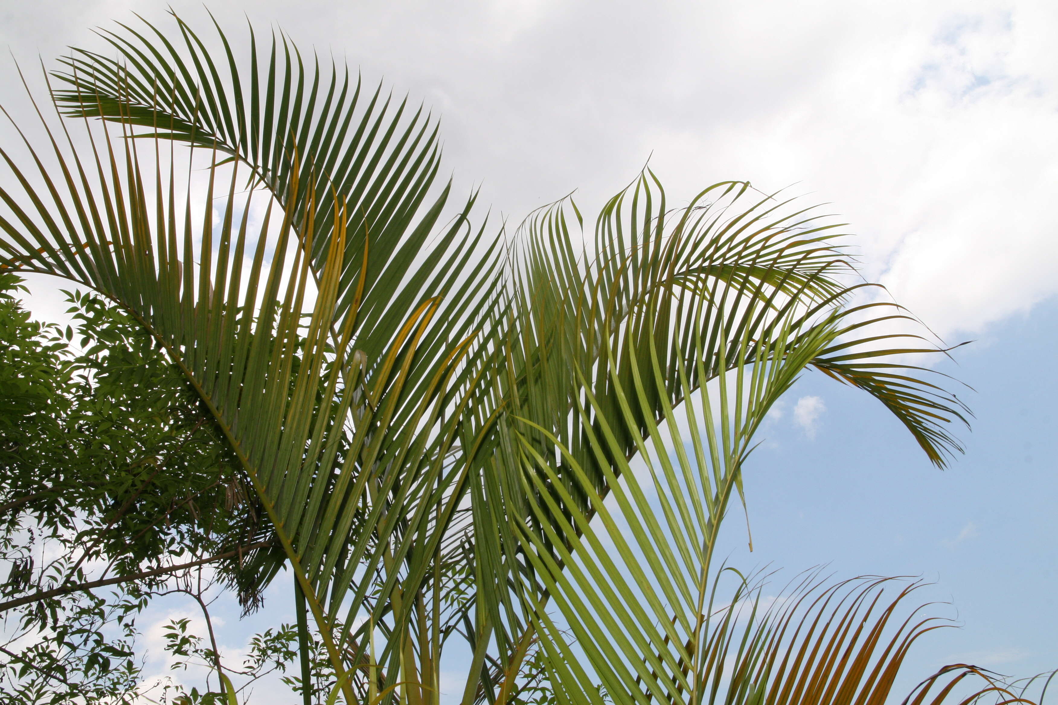 Sivun Dypsis lutescens (H. Wendl.) Beentje & J. Dransf. kuva