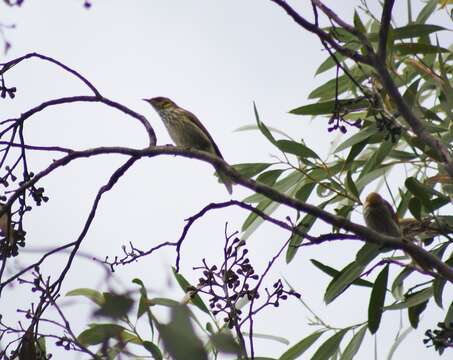 Image of Yellow-plumed Honeyeater