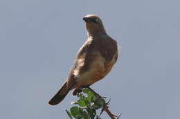 Image of Fischer's Starling