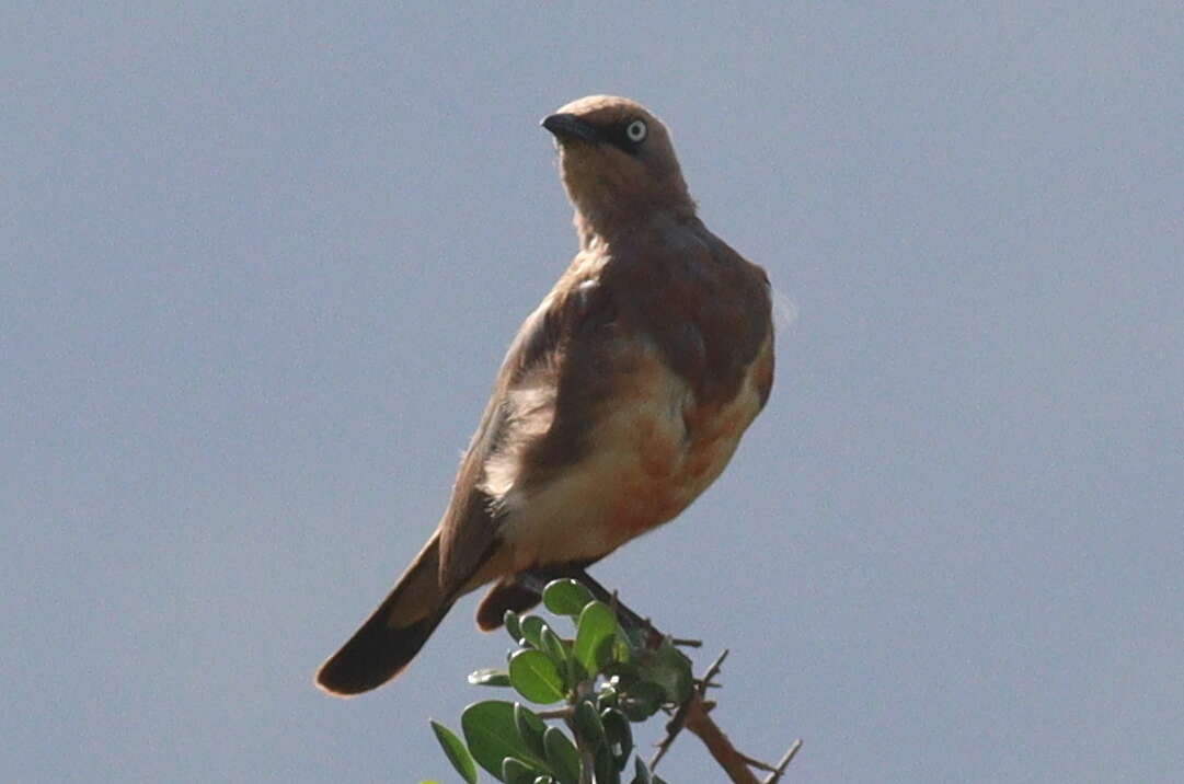 صورة Lamprotornis fischeri (Reichenow 1884)