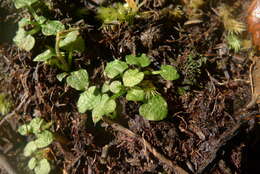 Image of Trowel leaved greenhood orchid