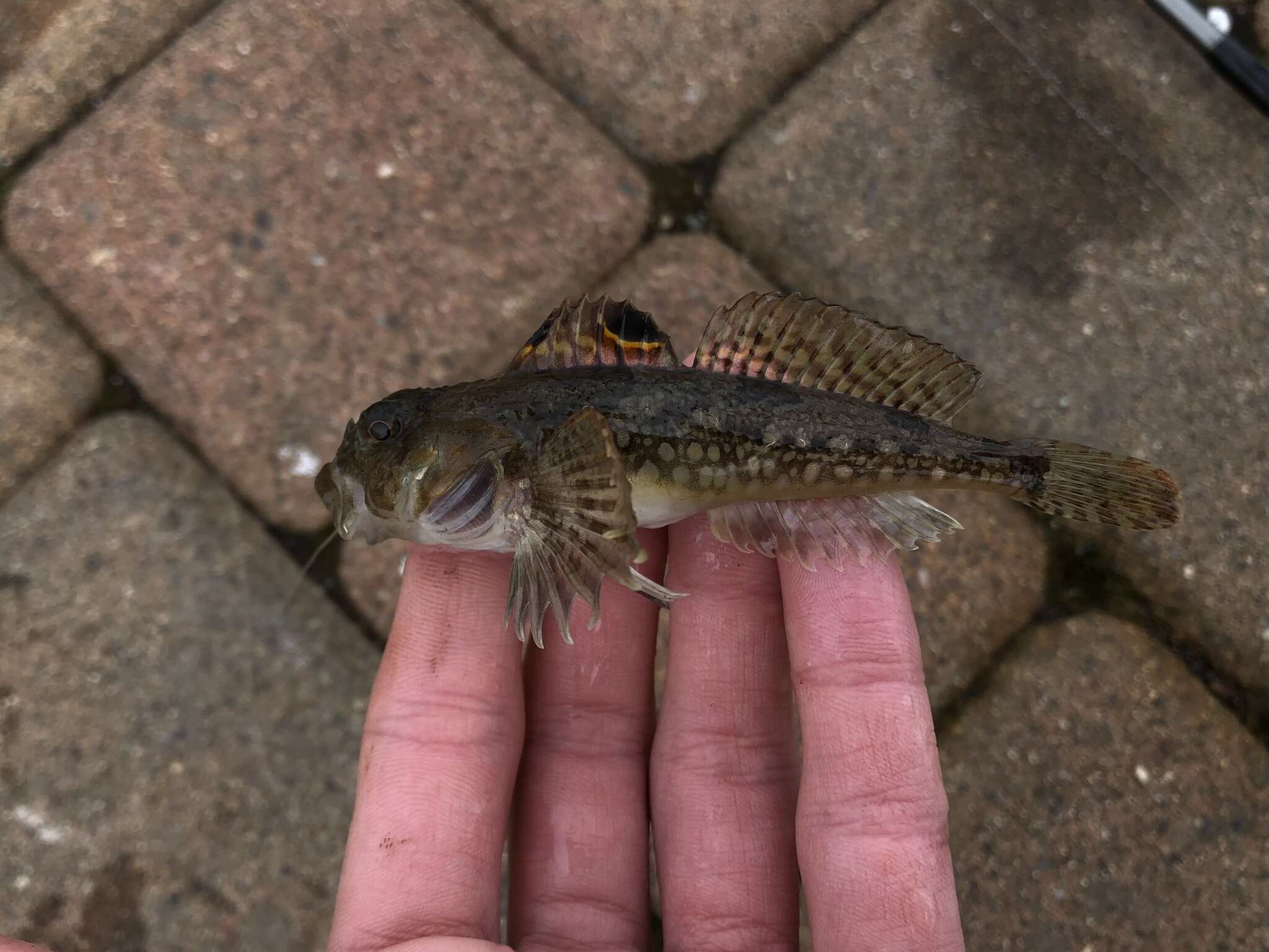 Image of Padded sculpin