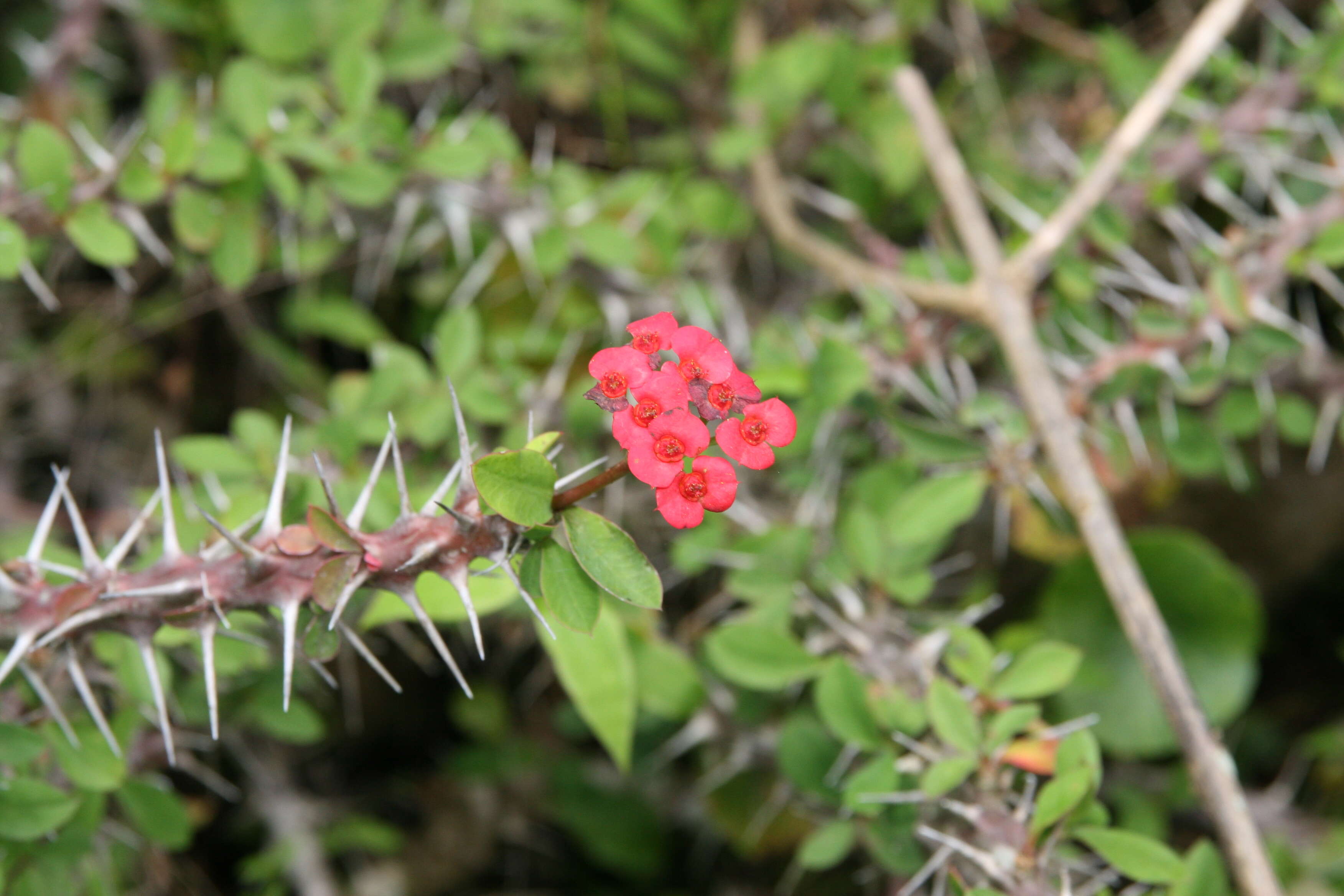 Image of Christ plant