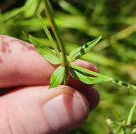 Image of Galium pseudoboreale Klokov