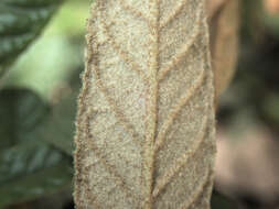 Image of Pomaderris paniculosa subsp. novaezelandiae (L. B. Moore) N. G. Walsh