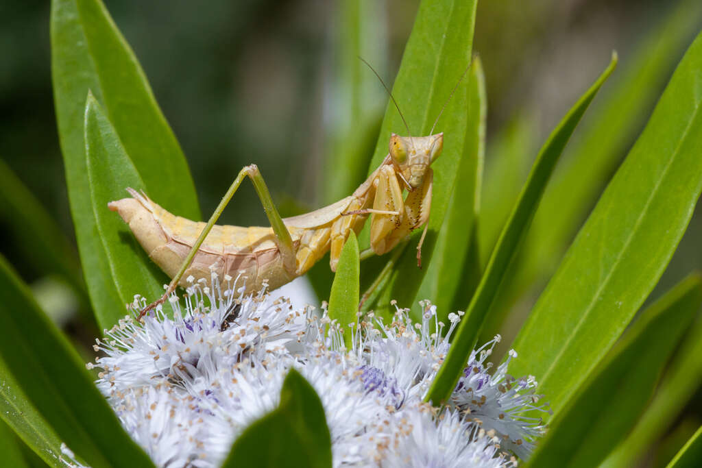 Imagem de Ameles gracilis (Brulle 1838)