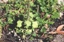 Image de <i>Coleus australis</i>