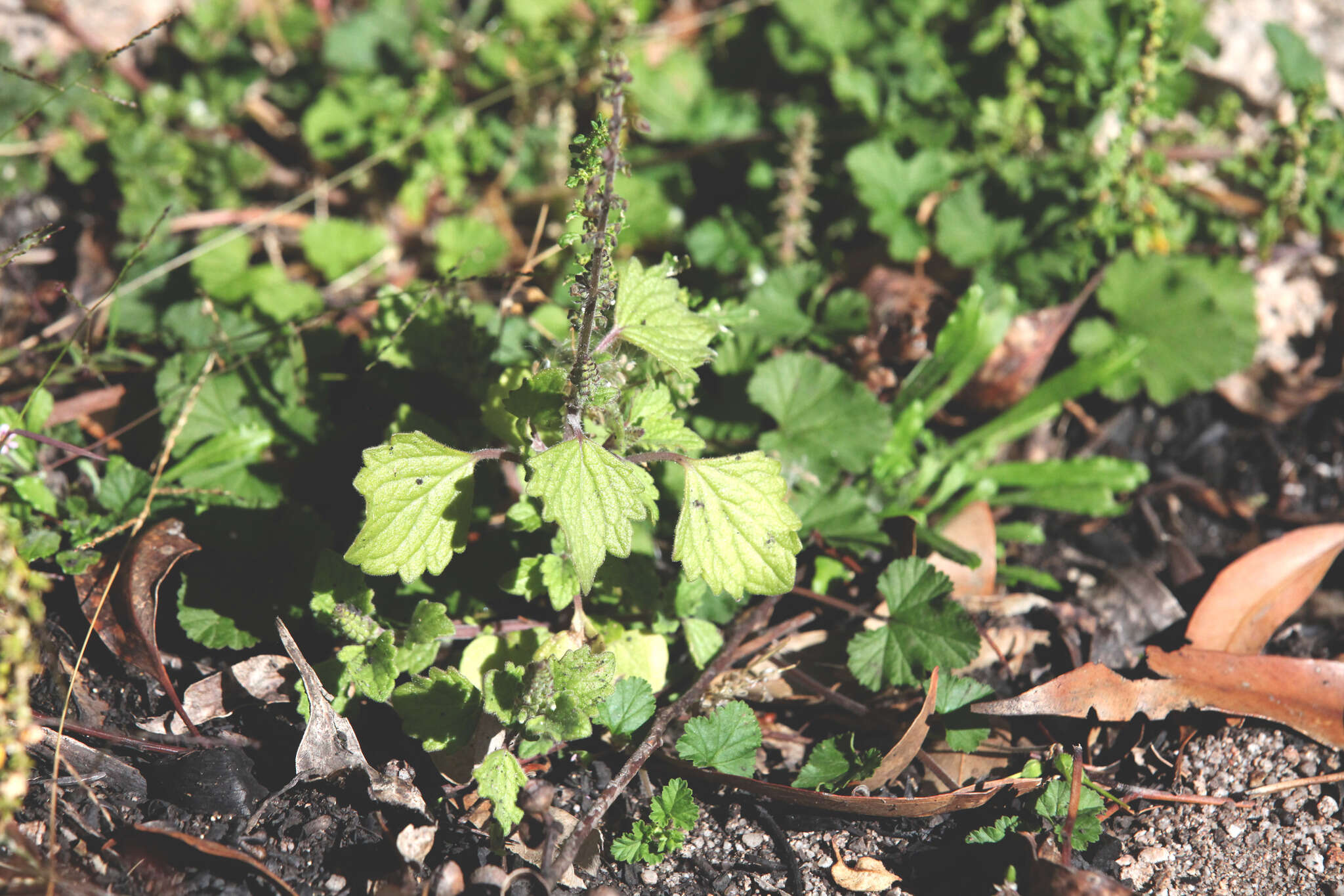 Imagem de <i>Coleus australis</i>