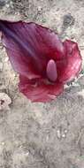 Image of Amorphophallus abyssinicus (A. Rich.) N. E. Br.