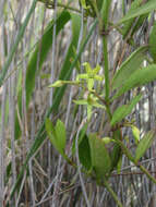 Vincetoxicum carnosum (R. Br.) Benth. resmi