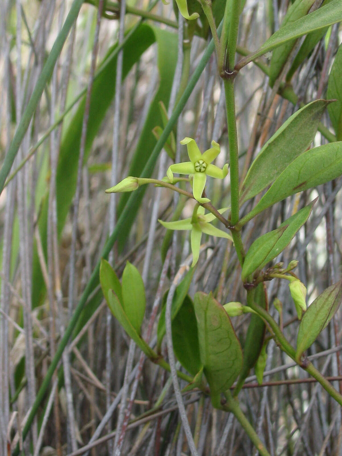 Image de Vincetoxicum carnosum (R. Br.) Benth.