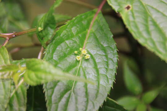 Helwingia japonica subsp. liukiuensis (Hatusima) H. Hara & S. Kurosawa resmi