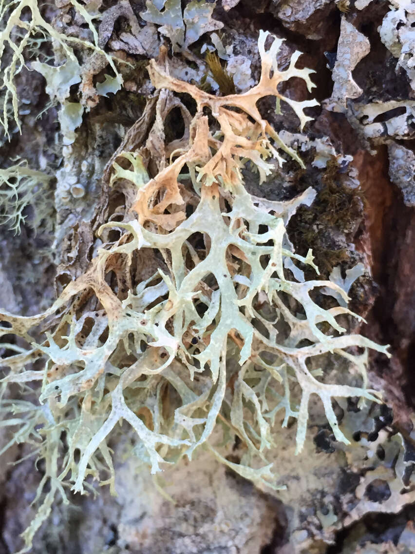 Image of ring lichen