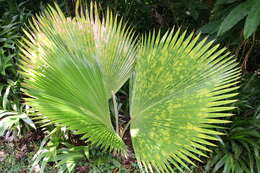 Image of Vanuatu fan palm