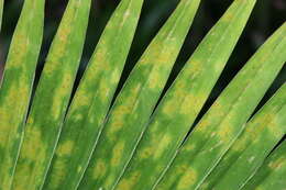 Image of Vanuatu fan palm