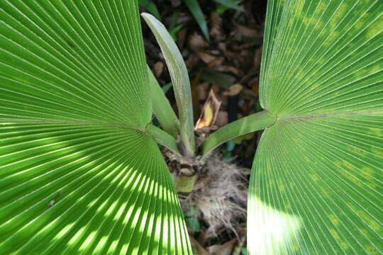 Image of Vanuatu fan palm