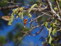 Image of Croton magneticus Airy Shaw