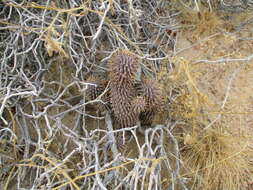 Image of Ceropegia currorii subsp. currorii