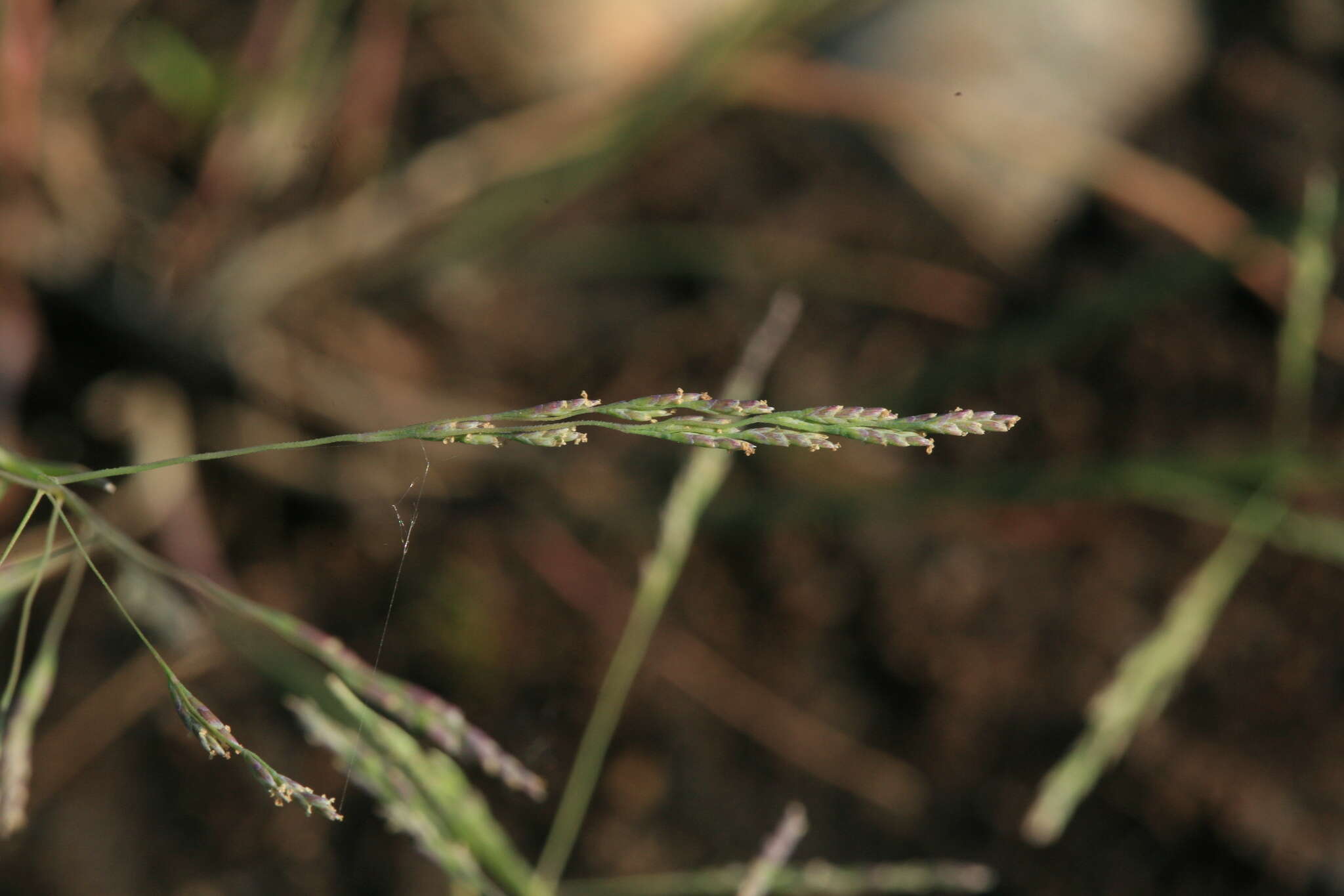 Plancia ëd Puccinellia hauptiana (V. I. Krecz.) Kitag.