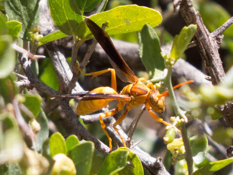 Image of Polistes flavus Cresson 1868