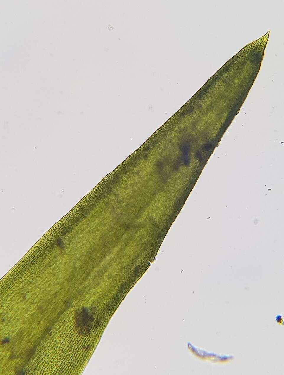 Image of trichostomum moss