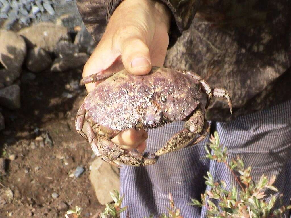 Image of Jonah crab