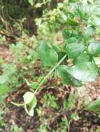 Image of Crossopetalum uragoga (Jacq.) O. Kuntze